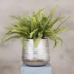 Topf Farnblatt | 45cm