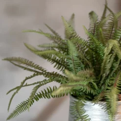 Topf Farnblatt | 45cm