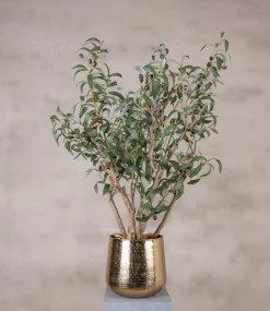 Topf Olivenzweig | 80cm