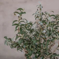 Topf Olivenzweig | 80cm