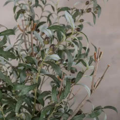 Topf Olivenzweig | 80cm