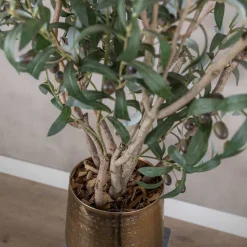 Topf Olivenzweig | 80cm