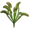 Venusfliegenfalle Pflanze | 25cm