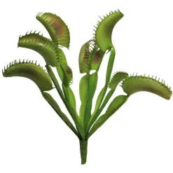 Venusfliegenfalle Pflanze | 25cm