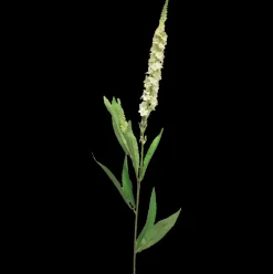 Veronica-Seidenblume | Creme | 75 cm