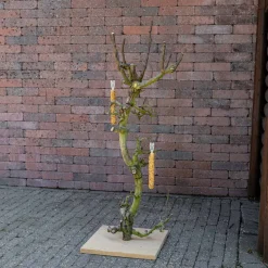 Vogelbaum Rani | 75 cm