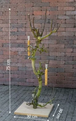 Vogelbaum Rani | 75 cm