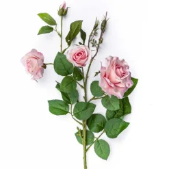 Wildrose | Rosa | 75cm