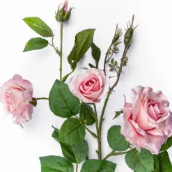 Wildrose | Rosa | 75cm
