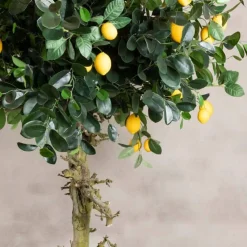 Zitronenbaum | 180cm