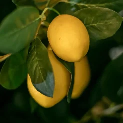 Zitronenzweig | 75cm